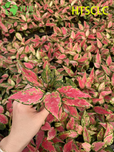 Venta al por mayor Aglaonema Red Angel Live Chinese Evergreen Starter Plug Pl&aacute;ntulas