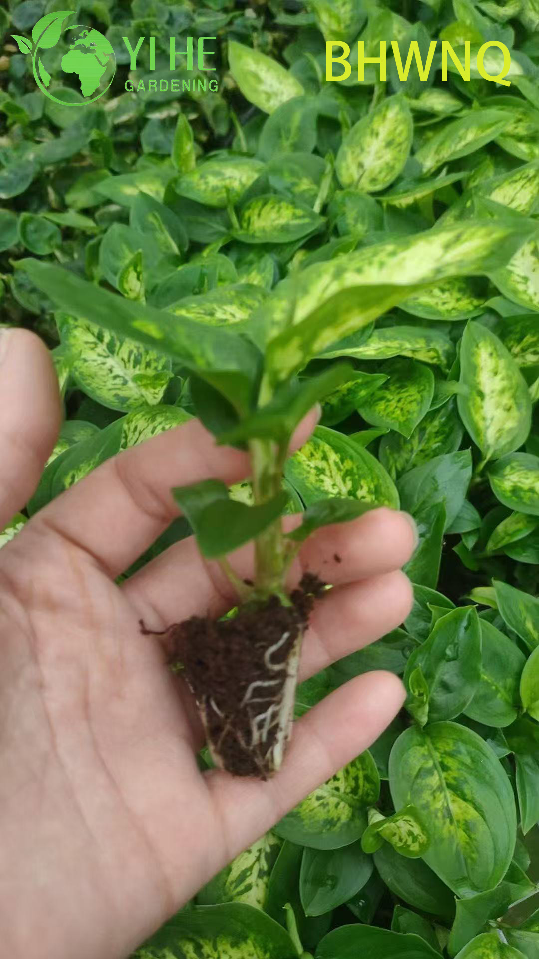 Оптовая продажа диффенбахии белого пламени Live Dumb Cane Starter Plug саженцы