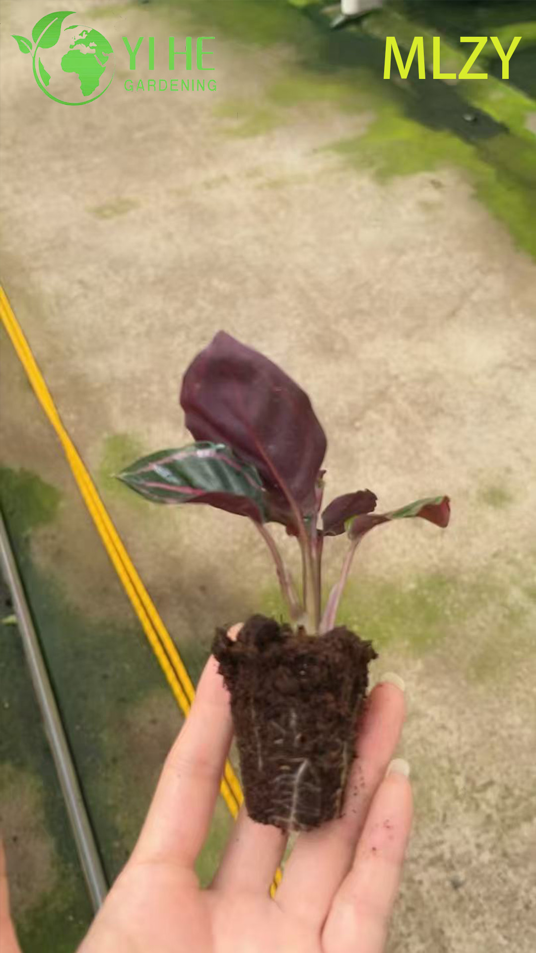 Venta al por mayor Calathea Peacock Plant Live Prayer Plant Starter Plug Pl&aacute;ntulas