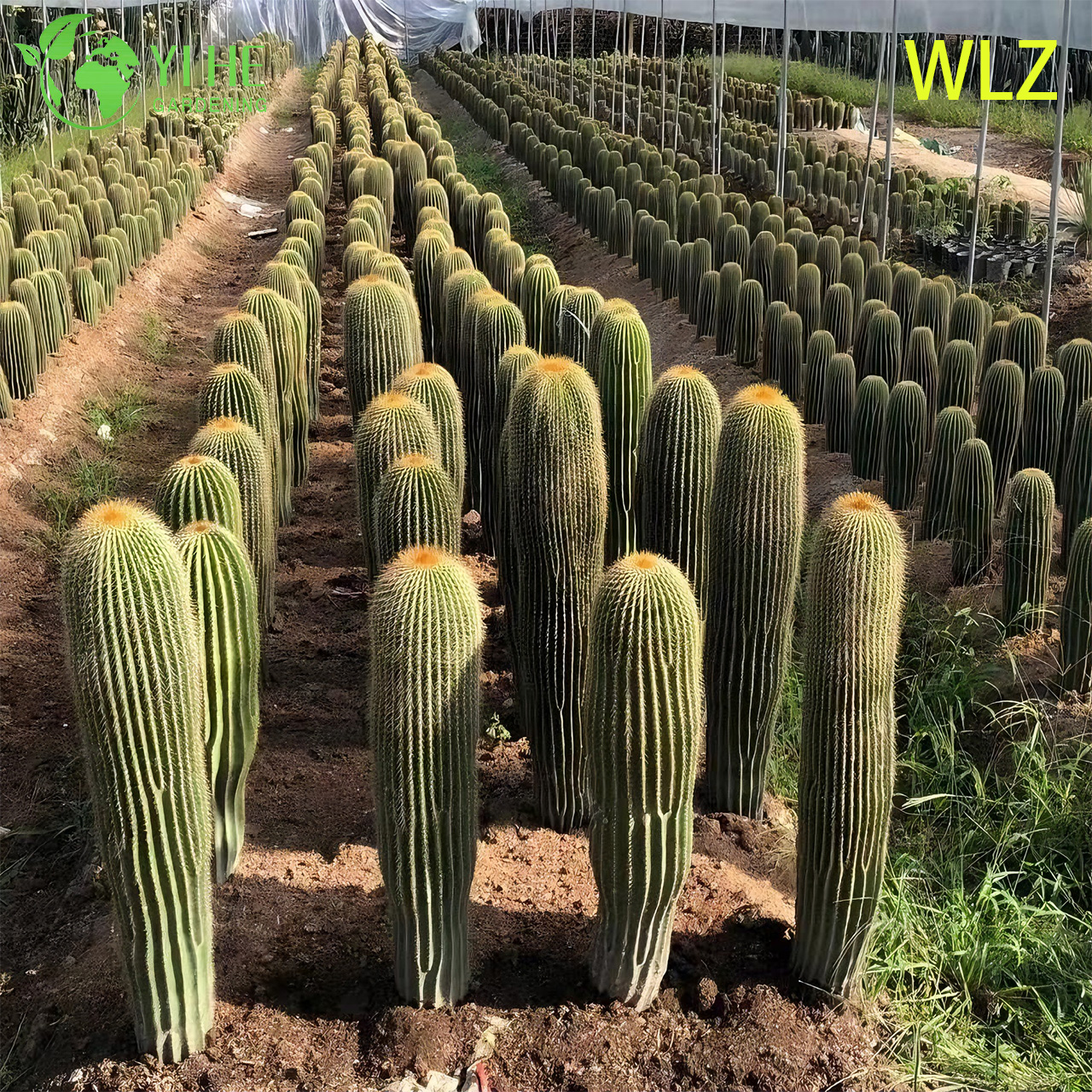 Gran Torre Dorada Parodia Cactus columnar para bons&aacute;i de paisajismo al aire libre