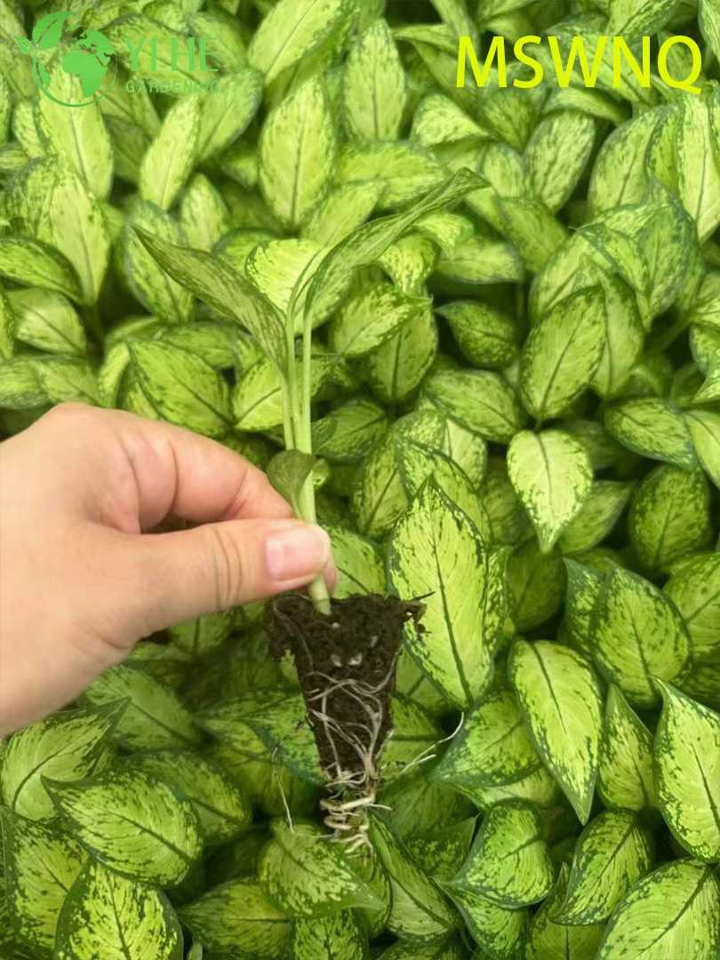 Toptan Dieffenbachia Marsha Canlı Alacalı Aptal Kamışı Fiş Fideleri