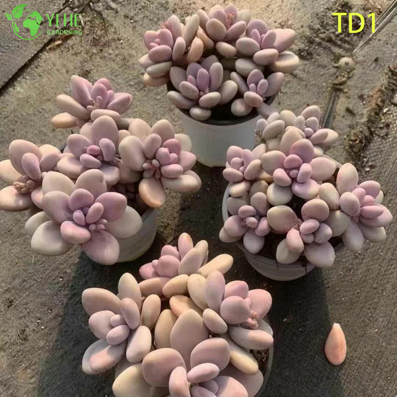 Оптовая продажа розовые лунные камни сочные Graptopetalum Amethystinum живое растение бонсай