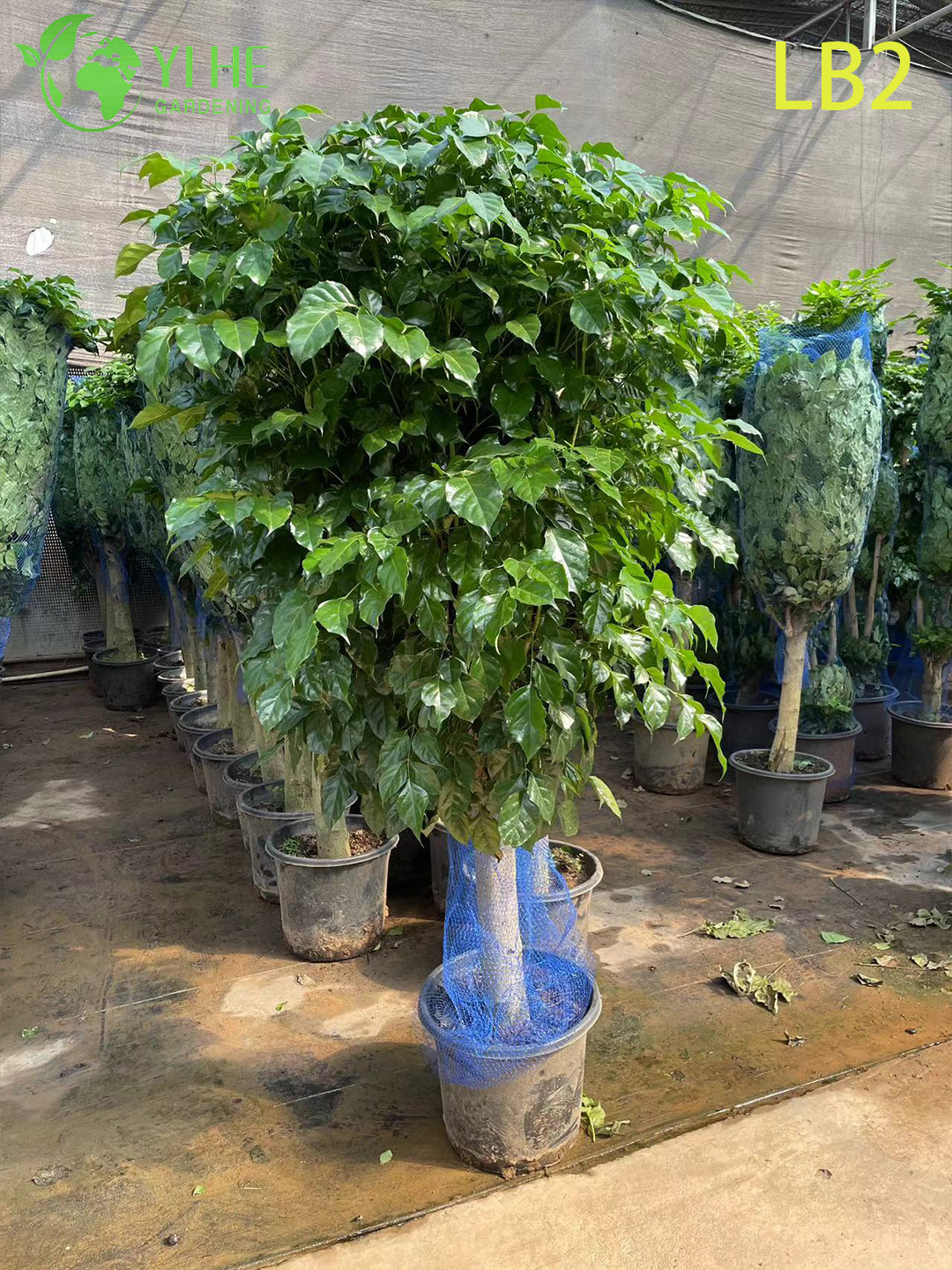 Single Ball Topiary China Doll Standard Gro&szlig;handel Radermachera Tree Indoor Foliage Tree