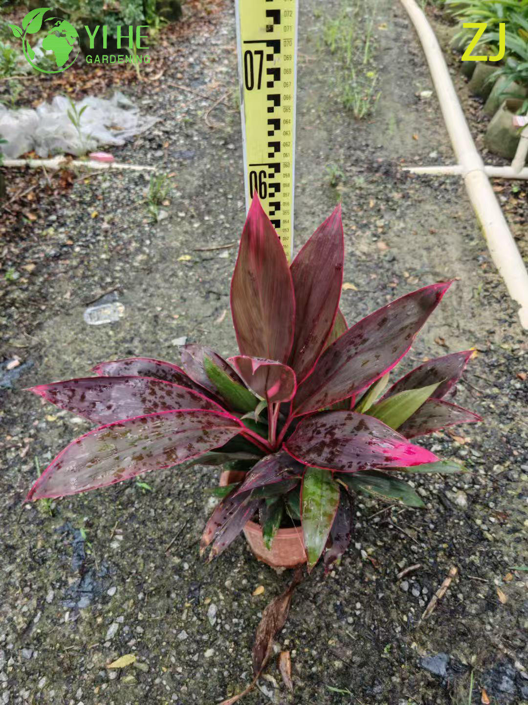 Venta al por mayor Bonsai de follaje tropical vivo de planta Cordyline Ti de color rosa intenso