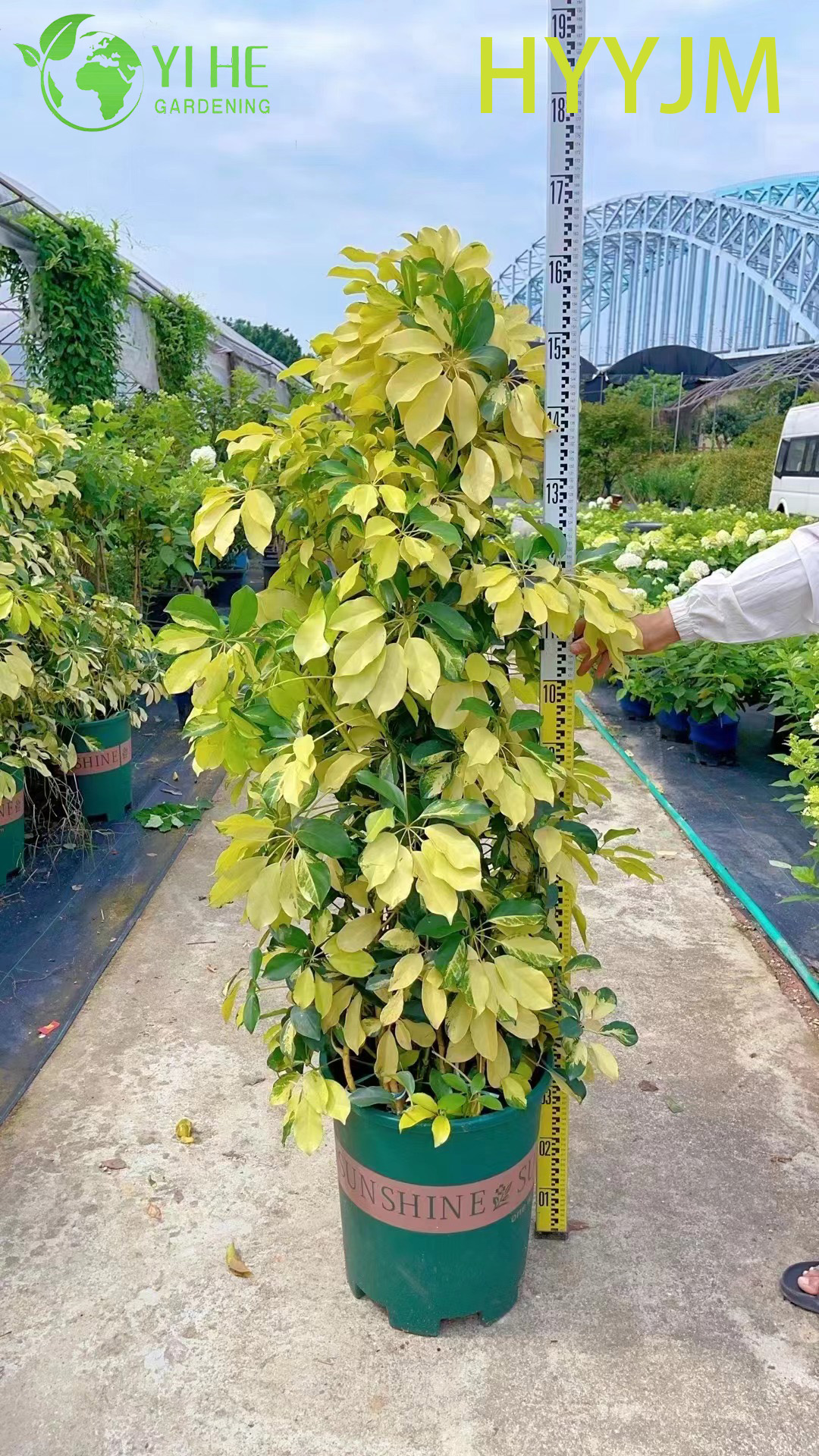 الجملة الذهبية المتنوعة شيفليرا مظلة شجرة النبات بونساي