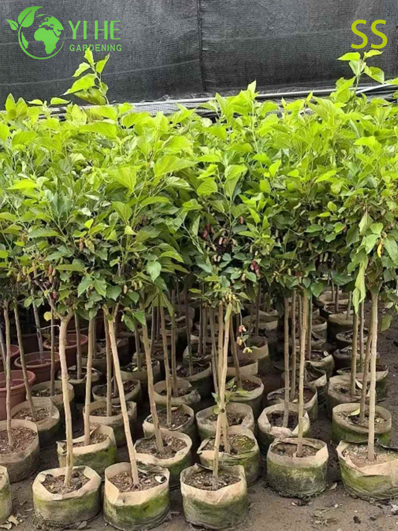 Schnell wachsender Maulbeerbaum mit s&uuml;&szlig;en brombeer&auml;hnlichen Beeren