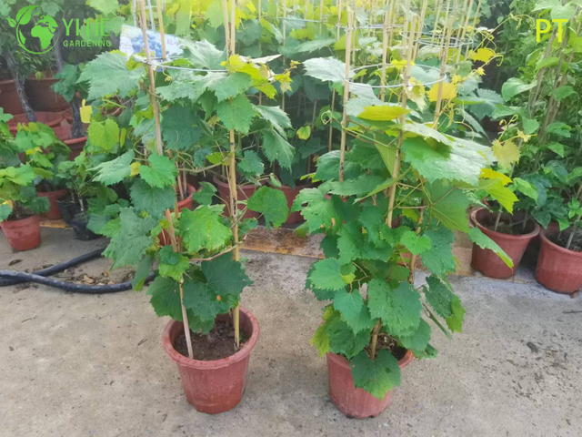 Vitis Vinifera 포도원 품질의 포도나무 분재 나무