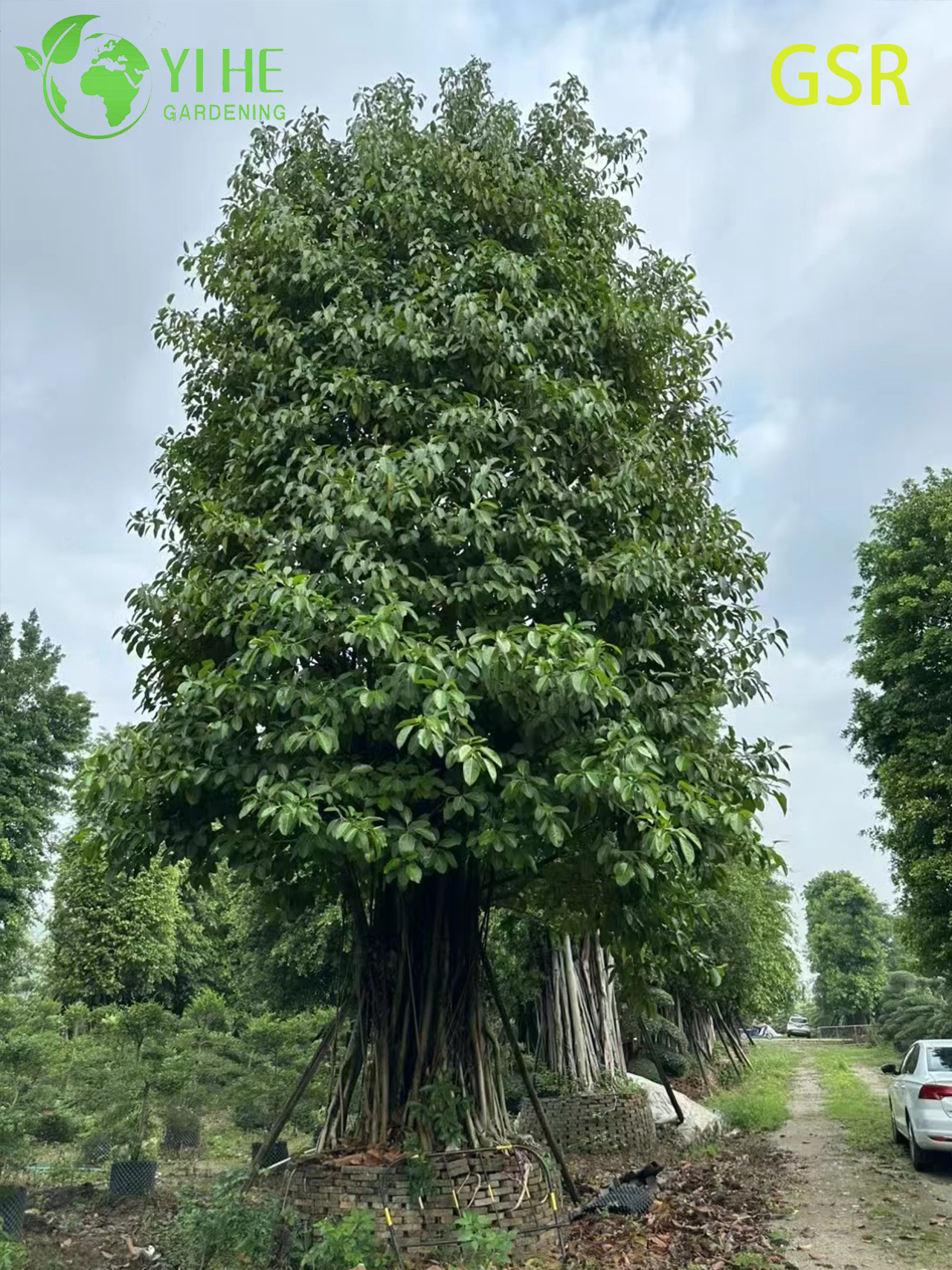 ຕົ້ນໄມ້ Ficus Altissima ຂຽວຕະຫຼອດປີກາງແຈ້ງຂະຫນາດໃຫຍ່ສໍາລັບພູມສັນຖານ Bonsai
