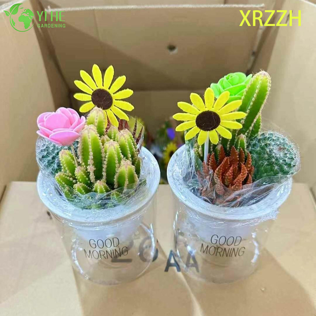 Kit de jardim de mini cactos suculentos fa&ccedil;a voc&ecirc; mesmo para bonsai de decora&ccedil;&atilde;o de escrit&oacute;rio de mesa
