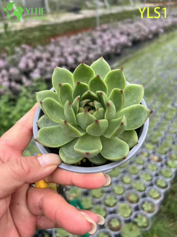 Оптовые продажи губной помады Echeveria Agavoides Живое суккулентное растение Бонсай