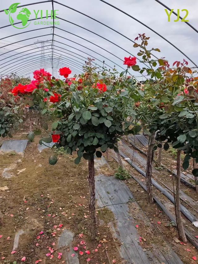 ຂາຍສົ່ງ Standard Red Rosa Chinensis Tree for Garden Landscaping Bonsai