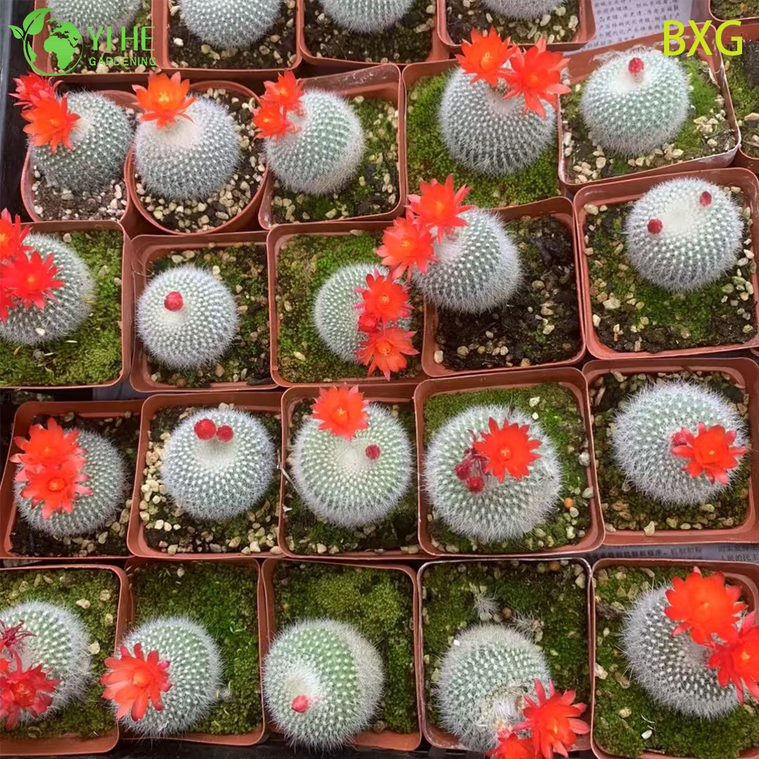 Orange bl&uuml;hender Rebutia-Kaktus, lebende Mini-Pflanze, Dekor-Bonsai im Gro&szlig;handel
