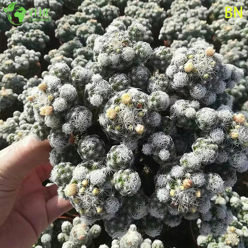 Bonsai blanco al por mayor de la decoración del grupo de la mini planta viva del cactus del dedal