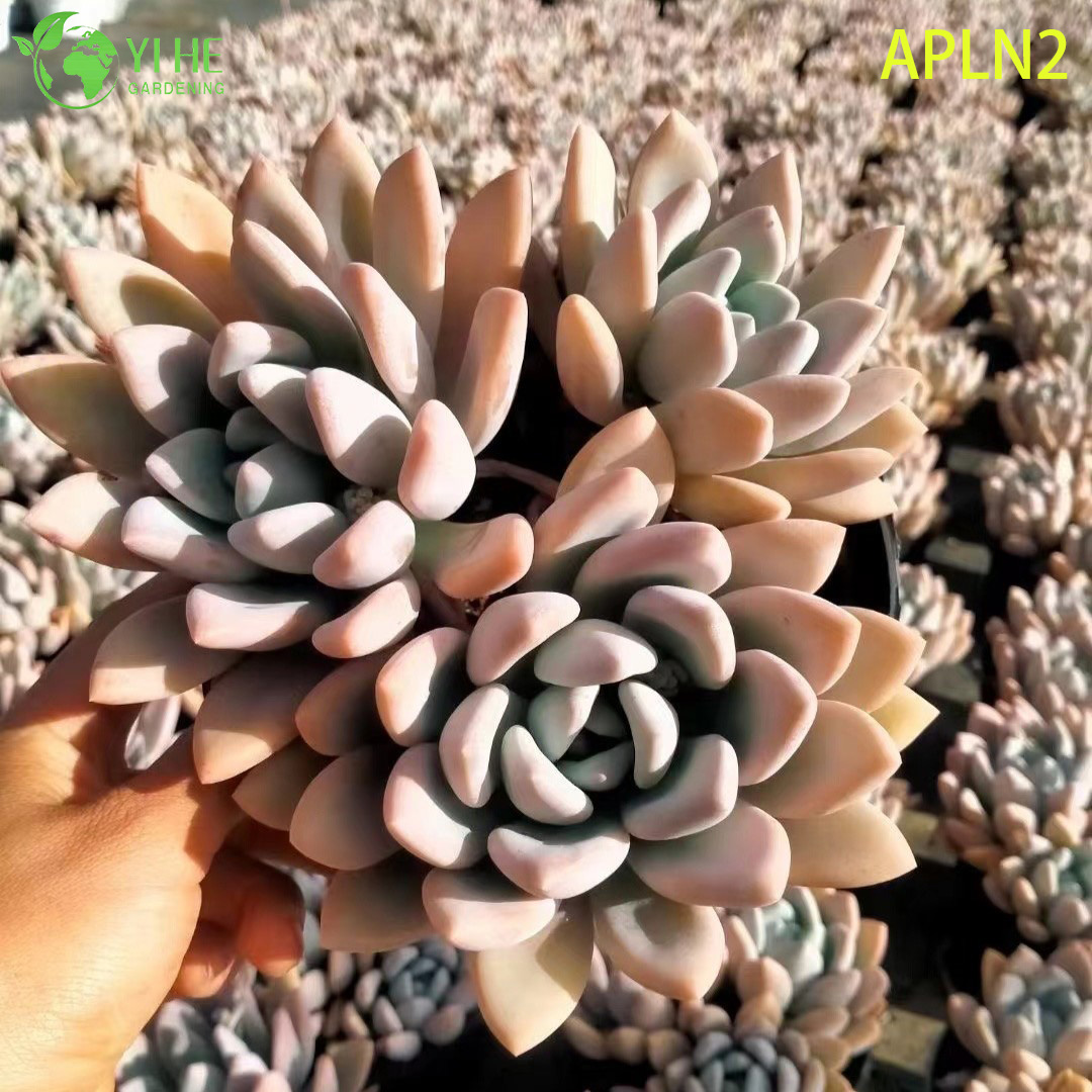 Gro&szlig;handel Aprikose A Grim One Reife saftige Clusterpflanze Bonsai