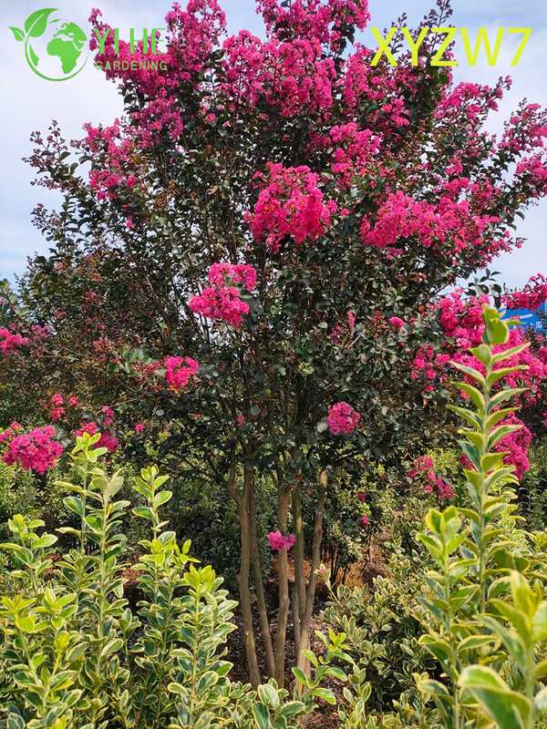شجرة لاجيرستروميا متعددة الجذع، نبات عينة للحديقة المزهرة