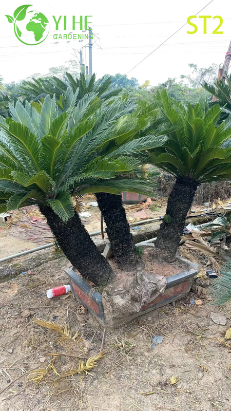 मल्टी-ट्रंक्ड साइकस रेवोलुटा बोनसाई, सदाबहार सजावटी सागो पाम