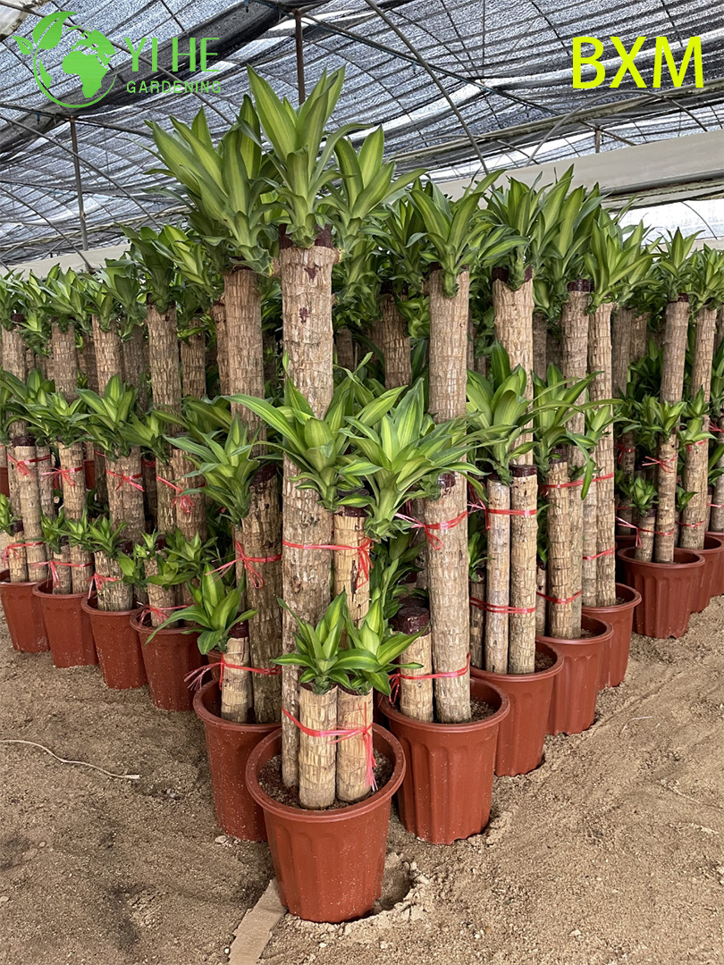Duftende dekorative Dracaena-Pflanze f&uuml;r den Innenbereich