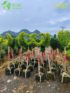 Ziergoldglänzender Ligusterstrauch für den Großhandelsexport