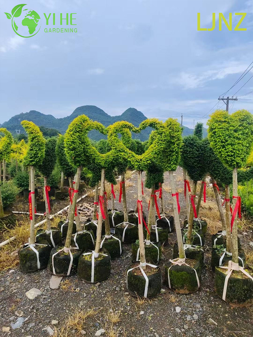 Arbusto ornamentale dorato lucido del ligustro per l'albero di esportazione all'ingrosso