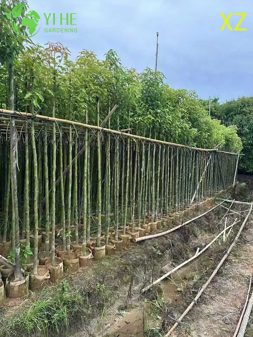 ໄມ້ຢືນຕົ້ນ Camphor ຂຽວຕະຫຼອດປີສໍາລັບການສົ່ງອອກຂາຍຍົກ