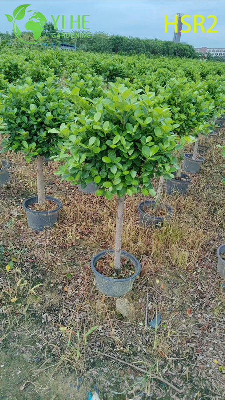 C&acirc;y Pom-Pom nhiều b&oacute;ng thường xanh Ficus Cone d&agrave;nh cho thiết kế cảnh quan