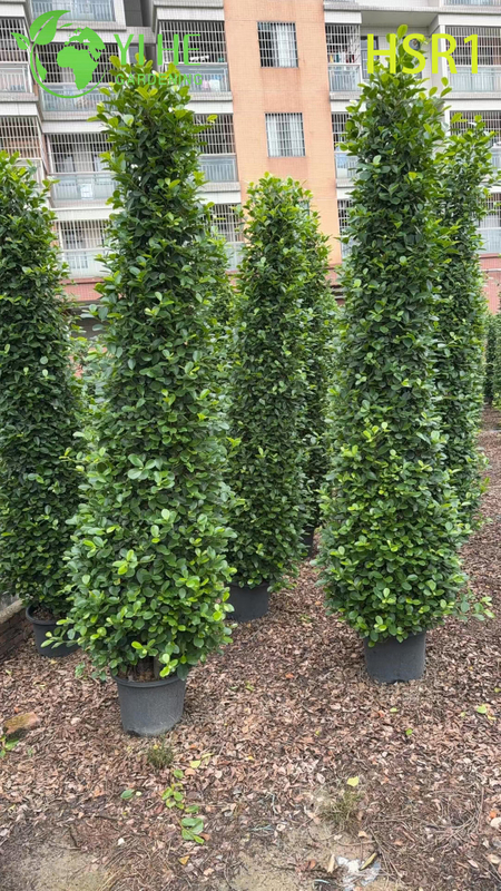 Zimozielony topiary kolumnowe Ficus w kształcie stożka do kształtowania krajobrazu na zewnątrz