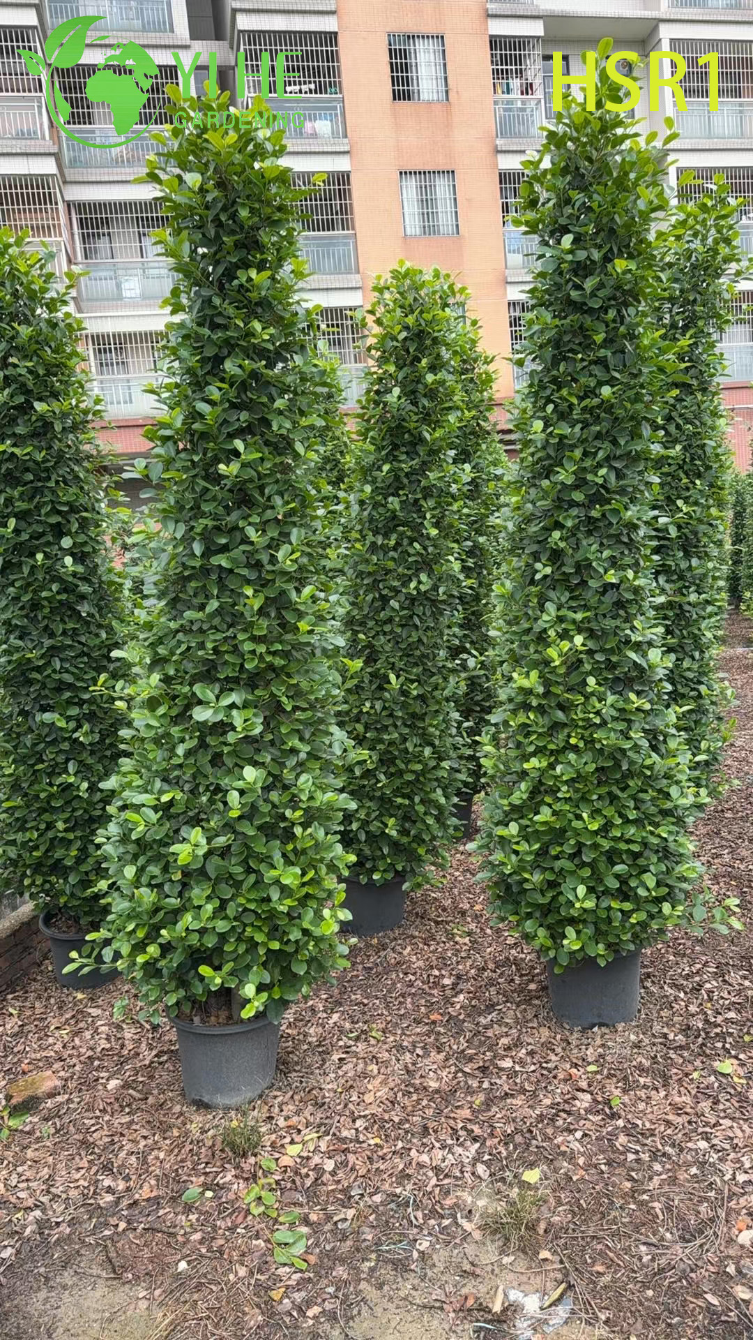 Zimozielony topiary kolumnowe Ficus w kształcie stożka do kształtowania krajobrazu na zewnątrz