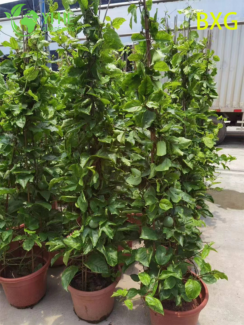 Vente en gros de fruits vivants, plante de fruit de la passion, vigne de passiflore pour l'exportation de bonsa&iuml;