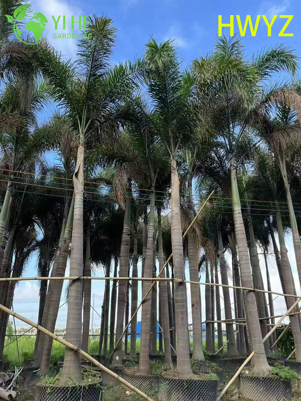 Venda por atacado de palmeira Foxtail Wodyetia Bifurcata para paisagismo