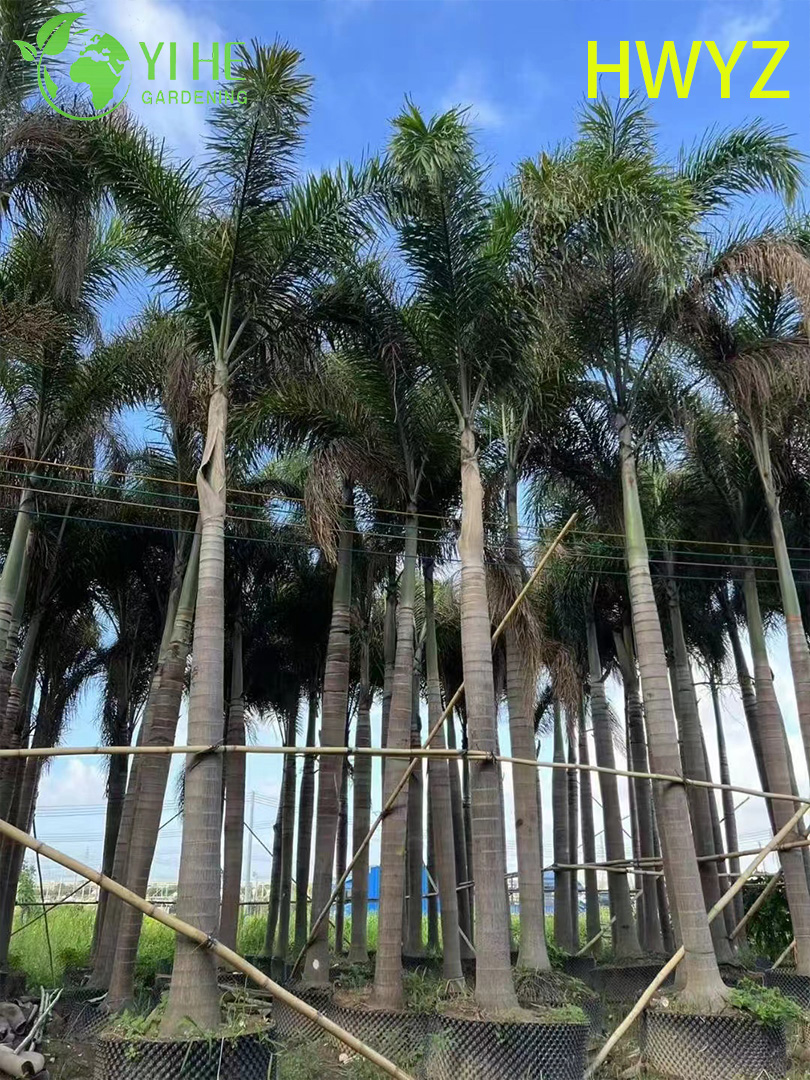 Venda por atacado de palmeira Foxtail Wodyetia Bifurcata para paisagismo