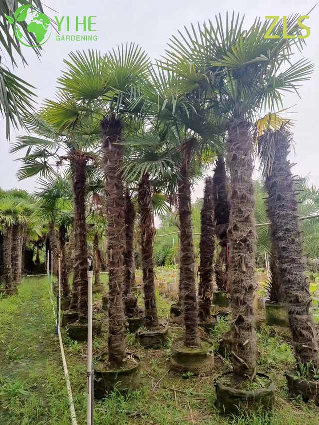 Hurtownia palm wiatrowych odpornych na zimno do drzew projekt&oacute;w krajobrazowych