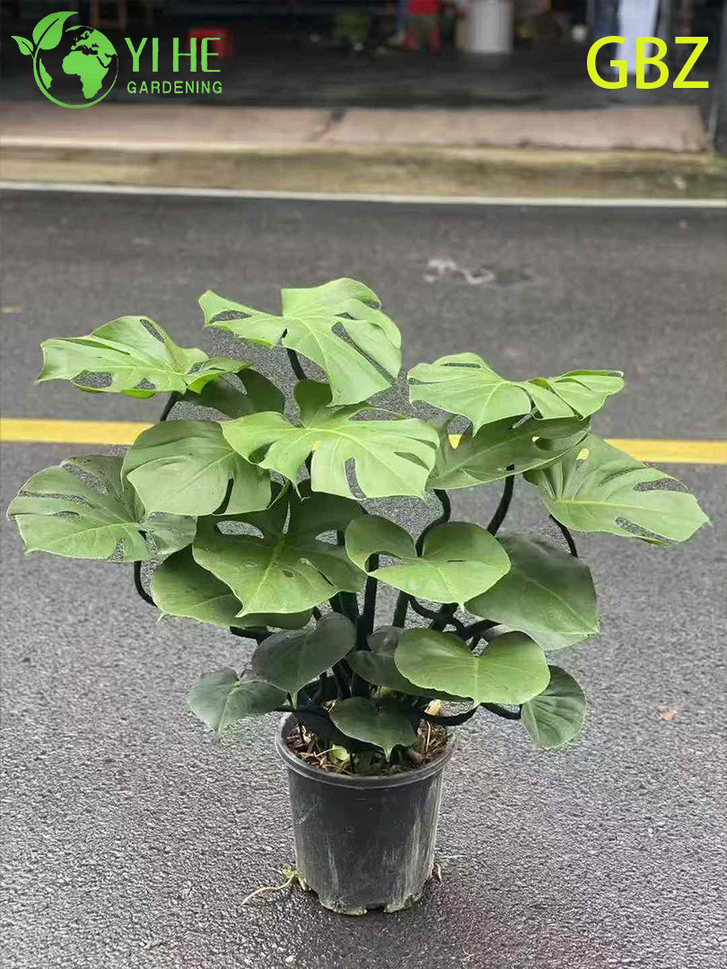 ሞቃታማ ወጣት Monstera Deliciosa ማሰሮ ተክል - Evergreen አየር - የቤት ውስጥ አረንጓዴ ማጽጃ