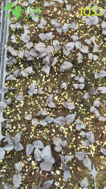 Árbol del dinero Zamioculcas Zamiifolia de bajo mantenimiento para espacios interiores