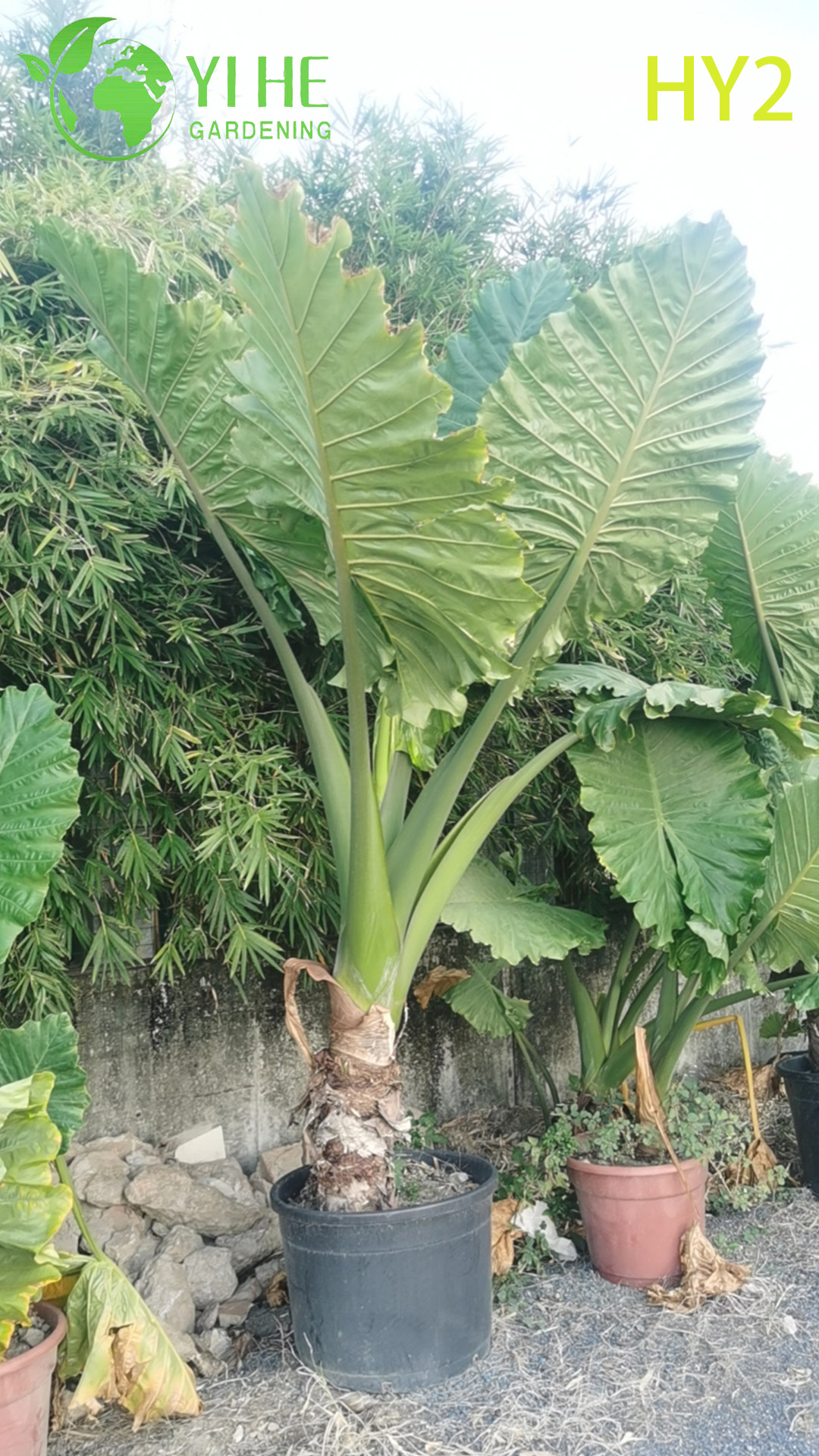 Grande plante tropicale &agrave; feuilles en pot Alocasia – Verdure &agrave; feuilles persistantes pour d&eacute;coration int&eacute;rieure et ext&eacute;rieure