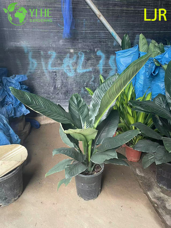 Spathiphyllum floribundum sempreverde a foglia grande per piante di purificazione dell'aria interna
