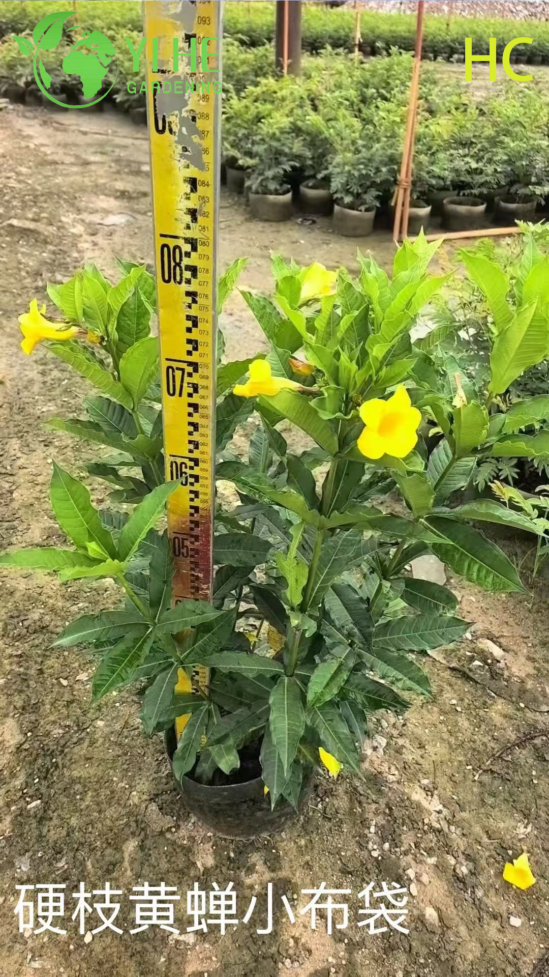 थोक निर्यात पीला ओलियंडर सजावटी फूल झाड़ी प्रीमियम गुणवत्ता