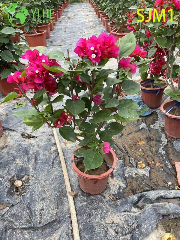 Toptan Saksı Begonvil Canlı Bitkiler Renkli &Ccedil;i&ccedil;ekli Bah&ccedil;e Bonsai