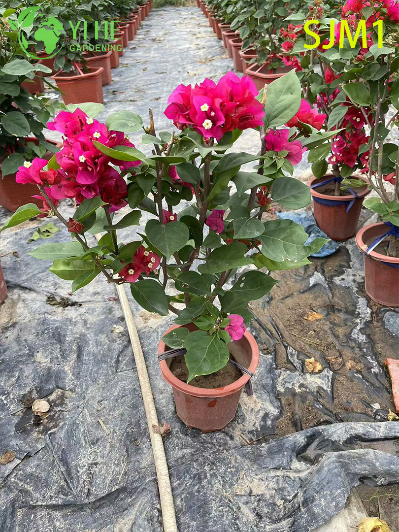 Toptan Saksı Begonvil Canlı Bitkiler Renkli &Ccedil;i&ccedil;ekli Bah&ccedil;e Bonsai