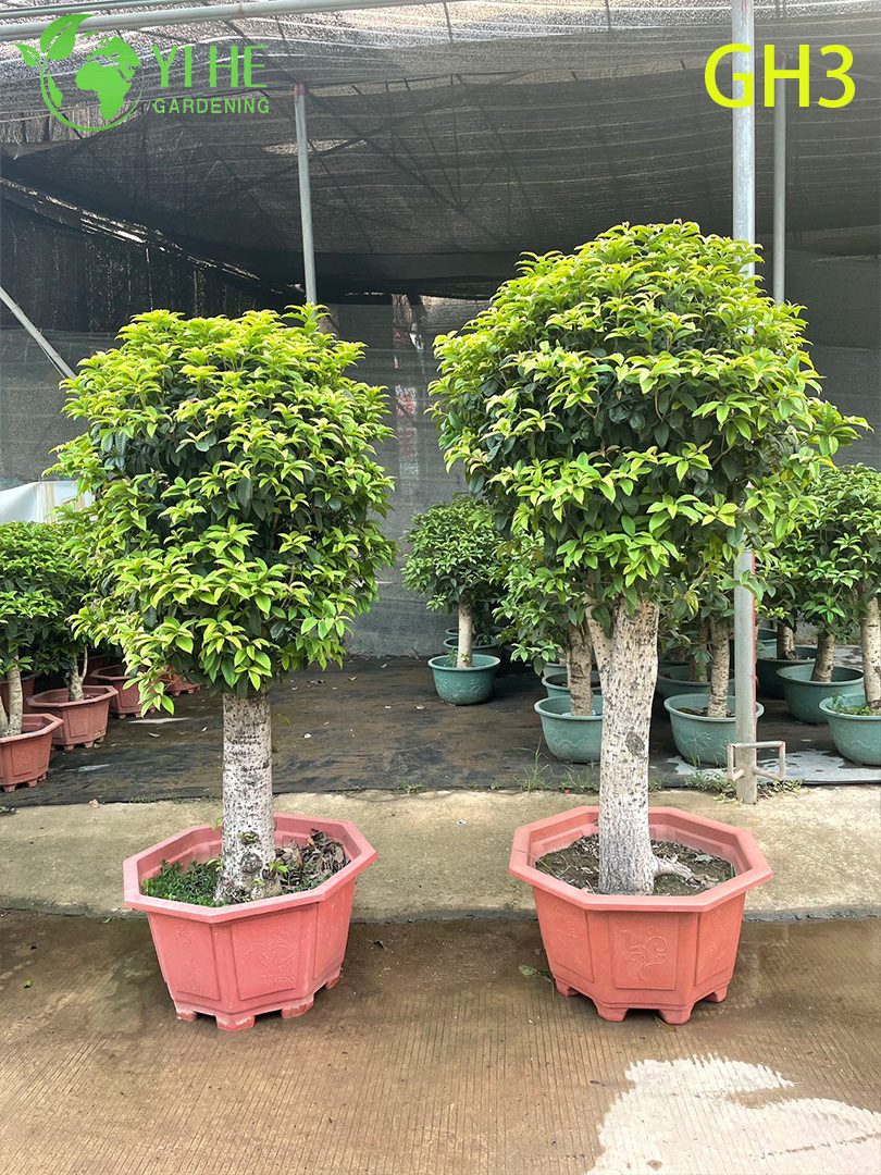 Kugelförmiger Osmanthus Fragrans Bonsai-Baum im Topf
