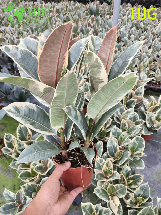 Plantes vertes d&eacute;coratives en pot de feuillage de Ficus Tineke de fleur d'int&eacute;rieur