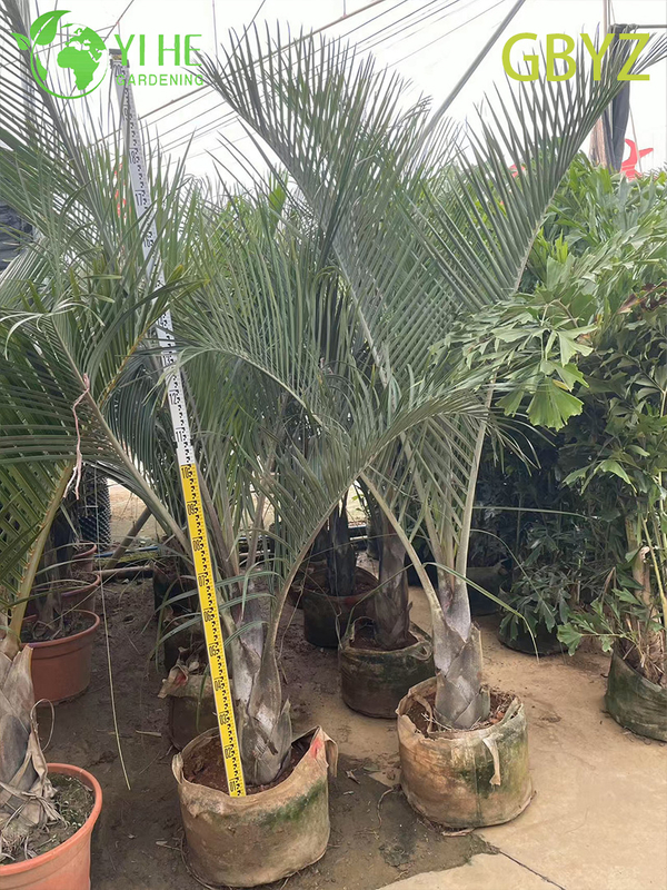 Groothandel Spindelpalm (Hyophorbe Verschaffeltii) - Slanke groenblijvende palmen