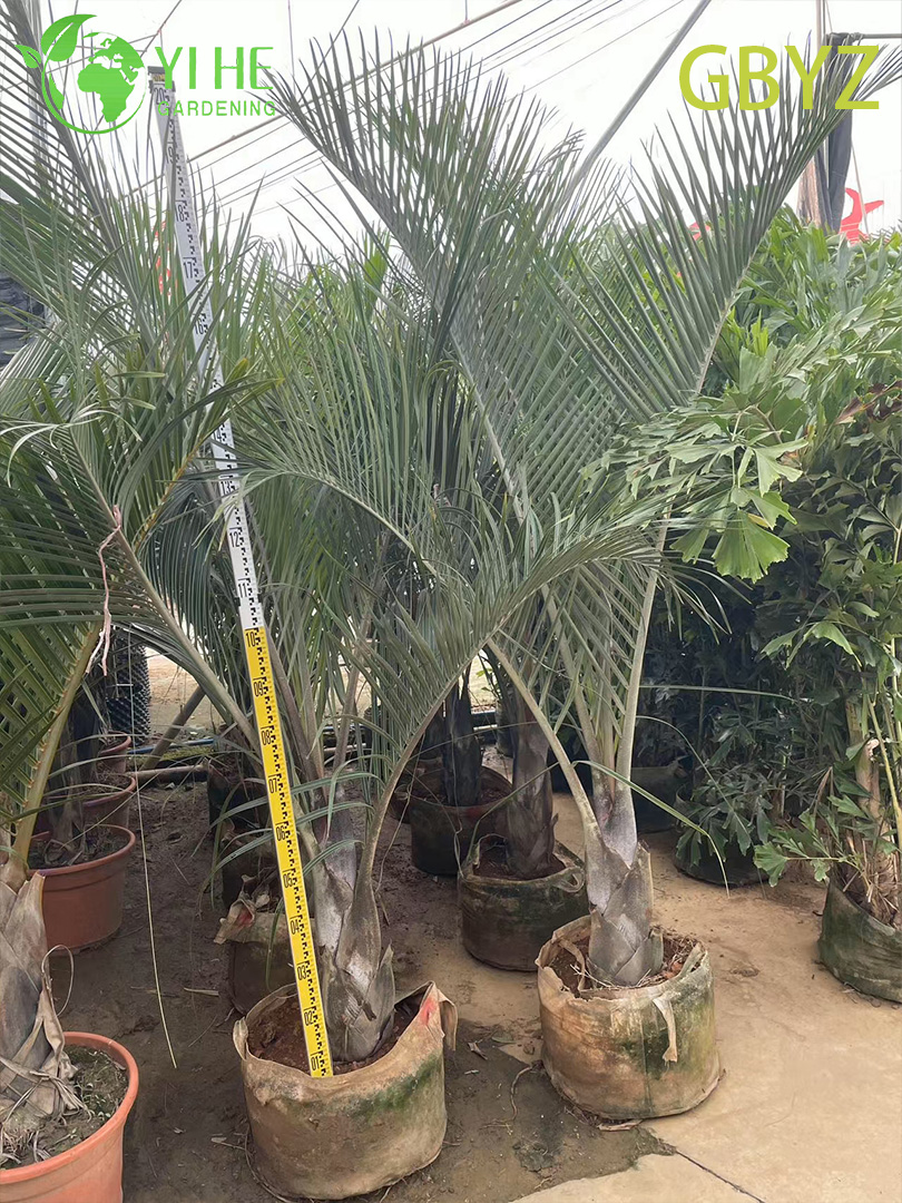 Groothandel Spindelpalm (Hyophorbe Verschaffeltii) - Slanke groenblijvende palmen