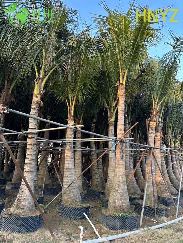 Hainan-Kokosnuss (Cocos Nucifera) im Gro&szlig;handel – fruchttragende immergr&uuml;ne Palmen
