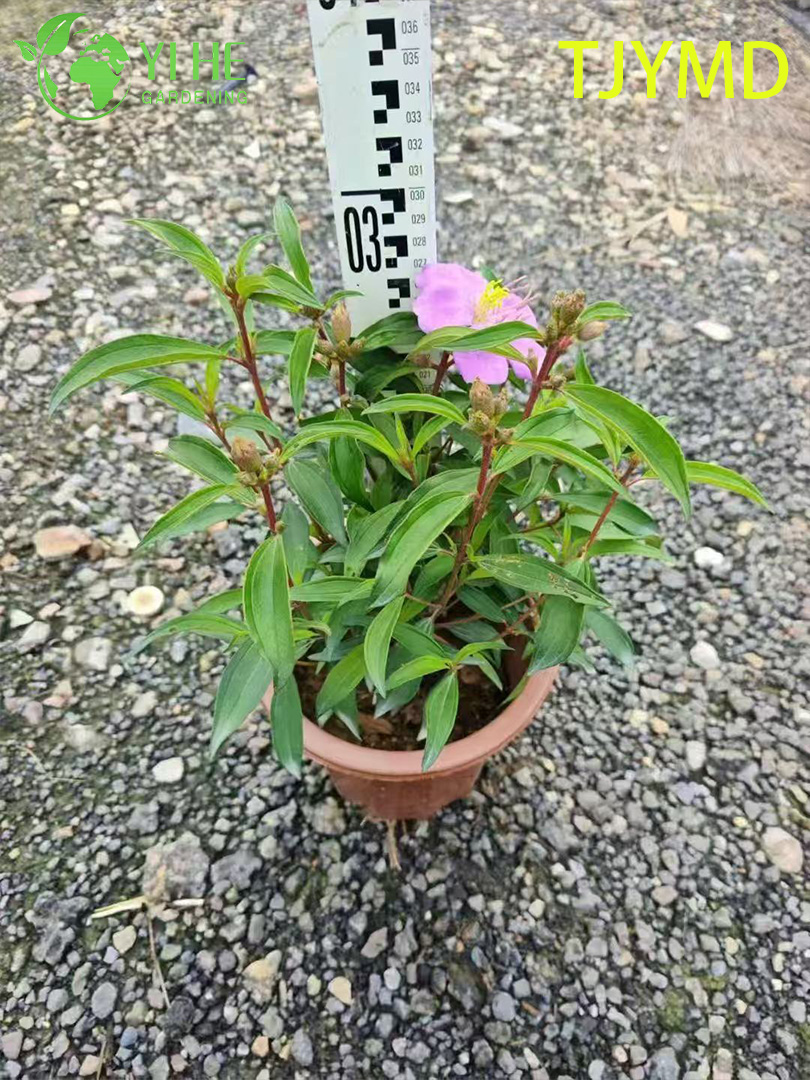 Venta al por mayor de plantas en macetas Tibouchina 'Tianjiao' para decoraci&oacute;n de flores moradas tropicales al aire libre