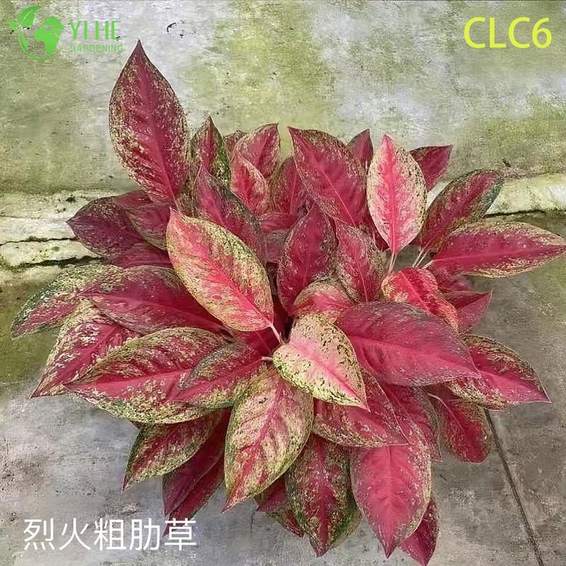 نباتات Aglaonema بالجملة - أوراق الشجر الاستوائية الداخلية لتزيين المكاتب المنزلية