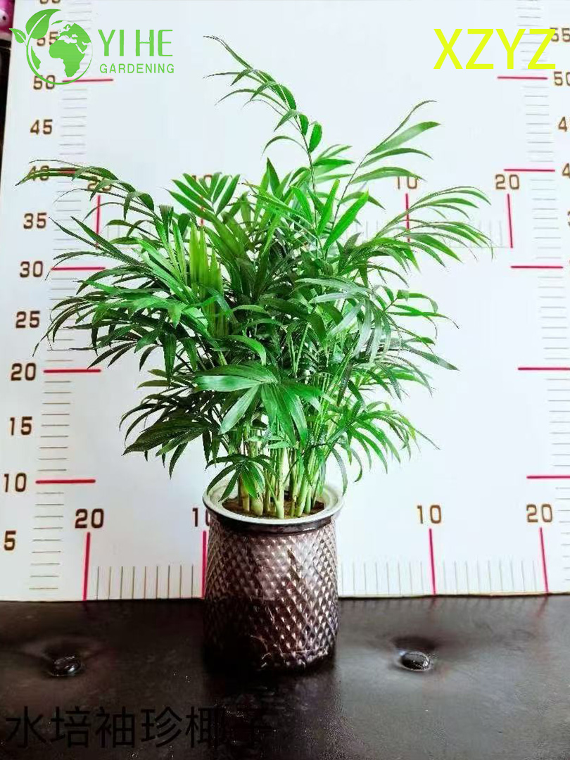 卸売Chamaedorea Elegans鉢植え屋内コンパクト熱帯観葉装飾用