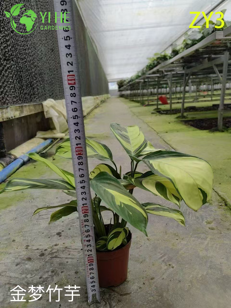 심은 하와이 야자(Pritchardia gaudichaudii), 열대 상록수 실내/실외 장식 식물