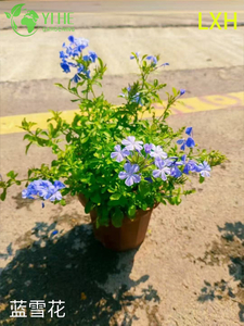 屋外のトロピカルブルーの花の装飾用の卸売プルンバゴ Auriculata 鉢植え植物