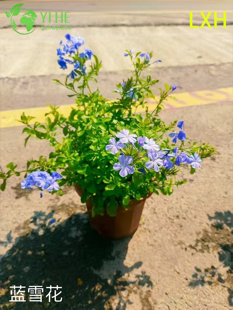 الجملة Plumbago Auriculata بوعاء النباتات للديكور في الهواء الطلق زهرة زرقاء استوائية
