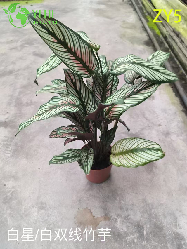 Plantas de Calathea premium al por mayor - Follaje tropical para decoraci&oacute;n interior/exterior